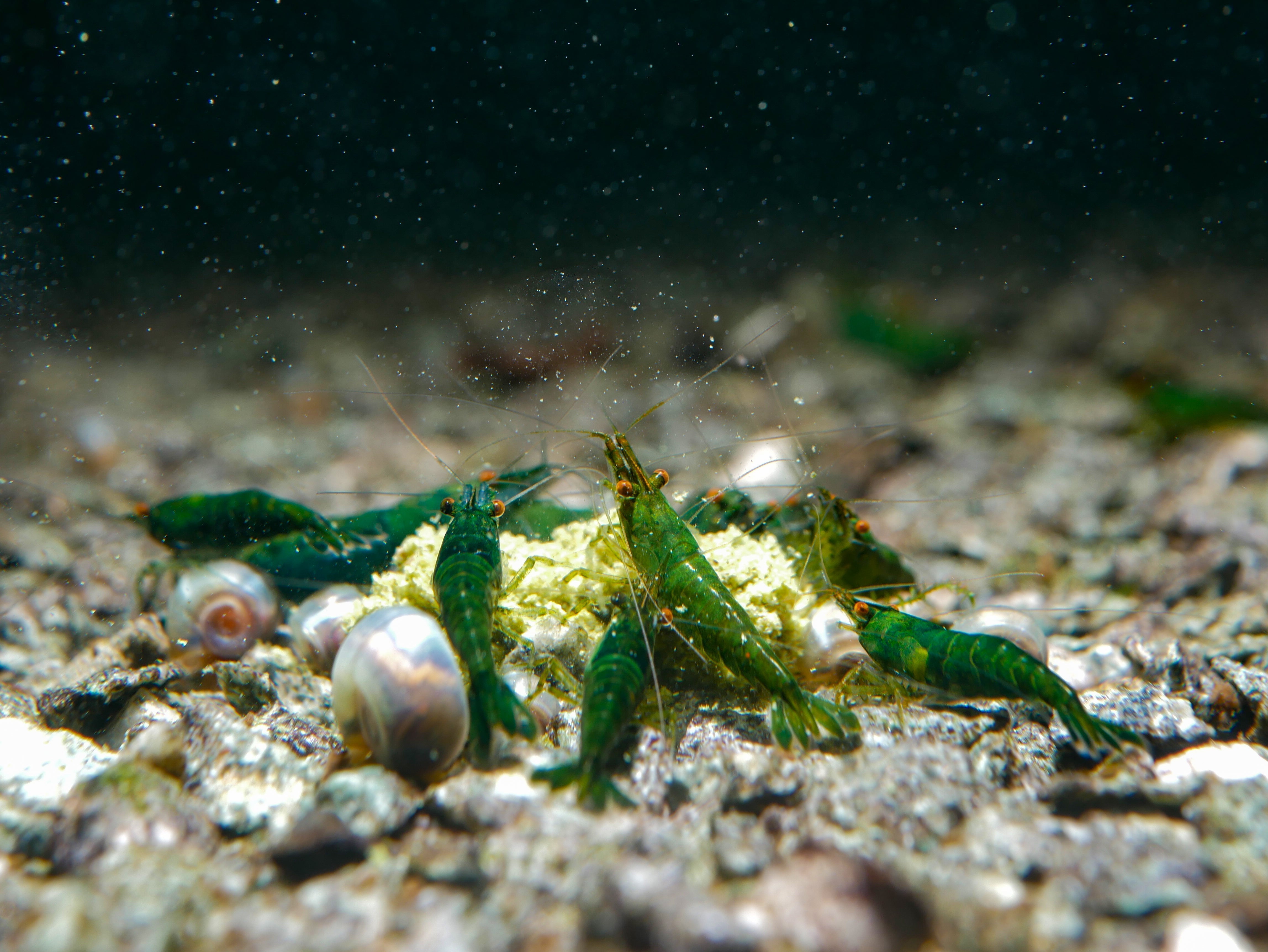 Zusammenhänge zwischen Nährstoffen und Lebensfunktionen im Garnelen-Stoffwechsel