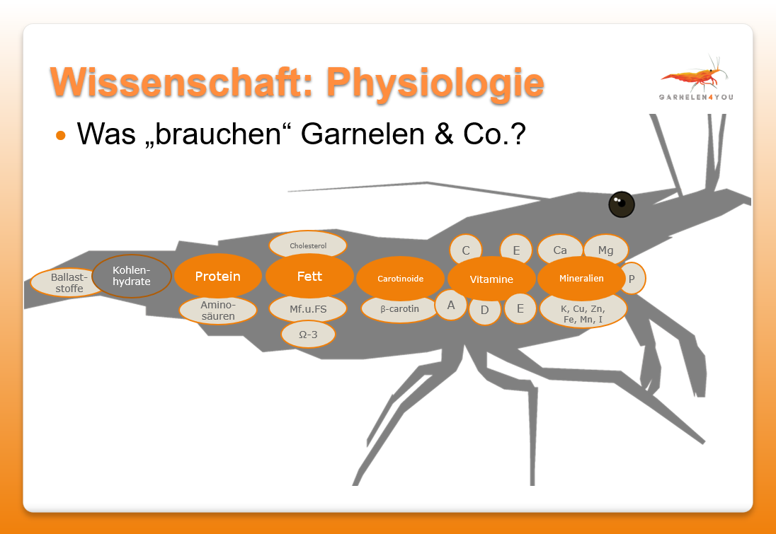Die Nährstoffe des Garnelen-Stoffwechsels [Was brauchen Garnelen?]