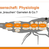 Die Nährstoffe des Garnelen-Stoffwechsels [Was brauchen Garnelen?]