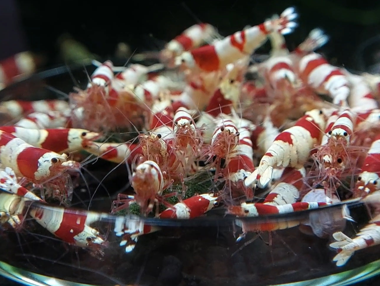 Garnelen richtig füttern: Dr. Phil's Fütterplan-Empfehlung