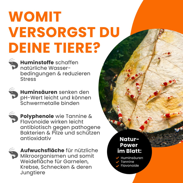 GARNELEN4YOU® zerkleinerte Seemandelbaumblätter | 50 g Bruch
