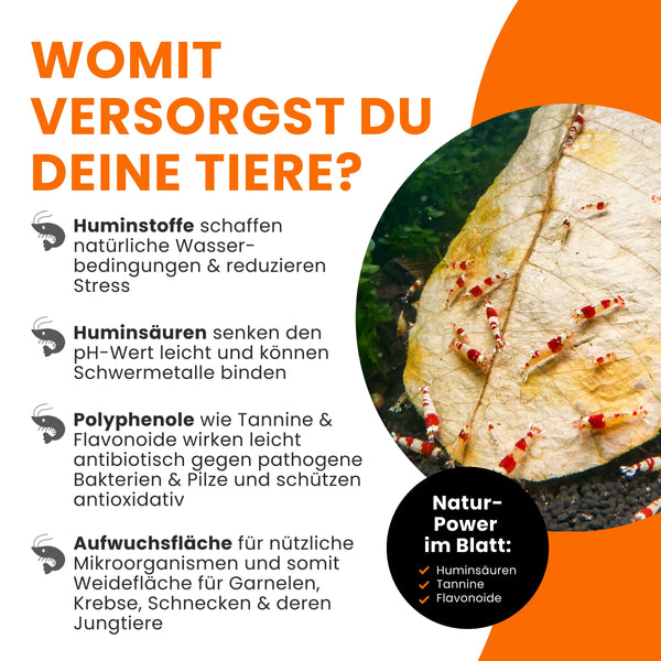 GARNELEN4YOU® Seemandelbaumblätter | 40x 10-12 cm