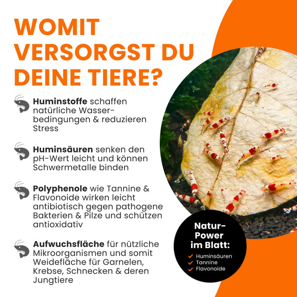 GARNELEN4YOU® Seemandelbaumblätter | 20 Blätter in 10-15 cm