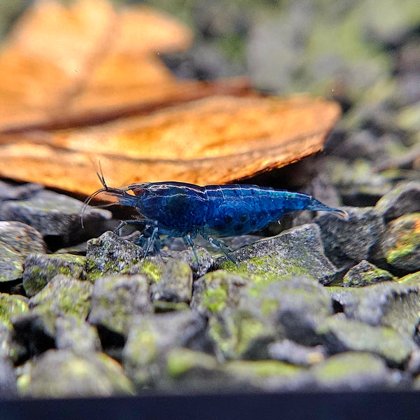 GARNELEN4YOU® Blue Dream "Spezial" Garnelen - Neocaridina davidi