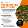 GARNELEN4YOU® Neo Algen Sticks | Wachstums- & Fortpflanzungs-Booster | Premium Garnelenfutter