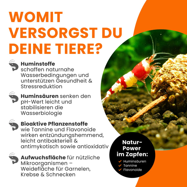 GARNELEN4YOU® Erlenzapfen | natürliche Wasseraufbereitung & Langzeitfuttermittel