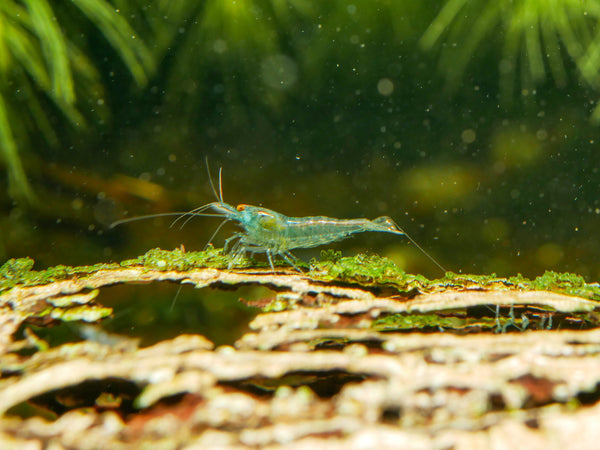 Ausselektierte Blue Jelly OE Garnelen - Orange eye Neocaridina davidi