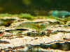 Ausselektierte Blue Jelly OE Garnelen - Orange eye Neocaridina davidi