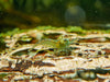 Ausselektierte Blue Jelly OE Garnelen - Orange eye Neocaridina davidi