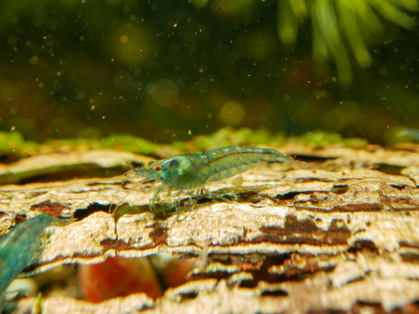 Ausselektierte Blue Jelly OE Garnelen - Orange eye Neocaridina davidi