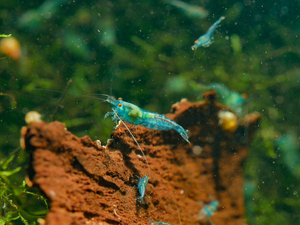 GARNELEN4YOU® Blue Jelly OE Garnelen - Orange eye Neocaridina davidi (Verkaufsstart Weihnachten 2025)