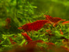 GARNELEN4YOU® Bloody Mary Garnelen - Neocaridina davidi