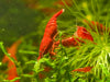 GARNELEN4YOU® Bloody Mary Garnelen - Neocaridina davidi