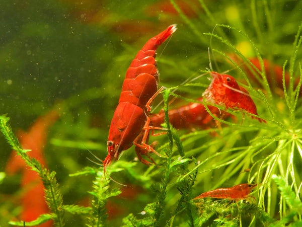 GARNELEN4YOU® Bloody Mary Garnelen - Neocaridina davidi