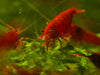 GARNELEN4YOU® Bloody Mary Garnelen - Neocaridina davidi