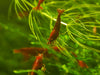 GARNELEN4YOU® Bloody Mary Garnelen - Neocaridina davidi