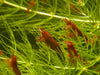 GARNELEN4YOU® Bloody Mary Garnelen - Neocaridina davidi