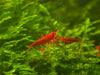 GARNELEN4YOU® Bloody Mary Garnelen - Neocaridina davidi