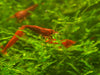 GARNELEN4YOU® Bloody Mary Garnelen - Neocaridina davidi