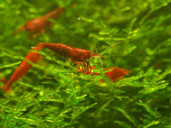 GARNELEN4YOU® Bloody Mary Garnelen - Neocaridina davidi