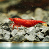 GARNELEN4YOU® Bloody Mary Garnelen - Neocaridina davidi