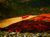GARNELEN4YOU® Bloody Mary OE Garnelen - Red Demon - Orange eye Neocaridina davidi