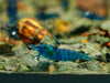 GARNELEN4YOU® Blue Dream "Spezial" Garnelen - Neocaridina davidi