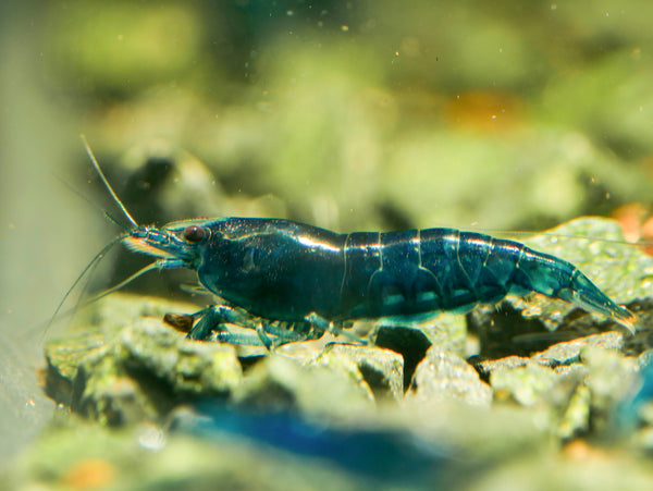 GARNELEN4YOU® Blue Dream "Spezial" Garnelen - Neocaridina davidi