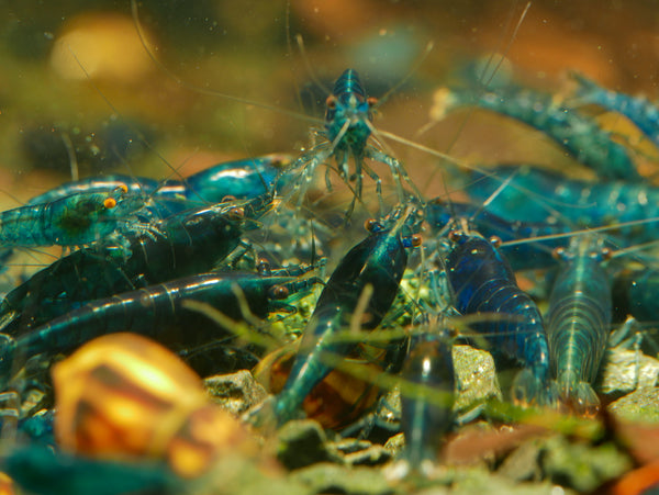 GARNELEN4YOU® Blue Dream "Spezial" Garnelen - Neocaridina davidi