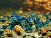 GARNELEN4YOU® Blue Dream "Spezial" Garnelen - Neocaridina davidi