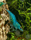 GARNELEN4YOU® Blue Jelly OE Garnelen - Orange eye Neocaridina davidi (Verkaufsstart Weihnachten 2025)