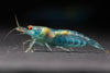 GARNELEN4YOU® Blue Jelly OE Garnelen - Orange eye Neocaridina davidi (Verkaufsstart Weihnachten 2025)