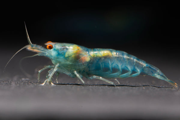 GARNELEN4YOU® Blue Jelly OE Garnelen - Orange eye Neocaridina davidi (Verkaufsstart Weihnachten 2025)