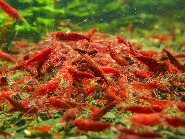 GARNELEN4YOU® Hauptfutter-Bundle: Carny & Planty & Neo Algen Sticks + Baby Powder für Neocaridina Garnelen | Premium Garnelen-Hauptfutter