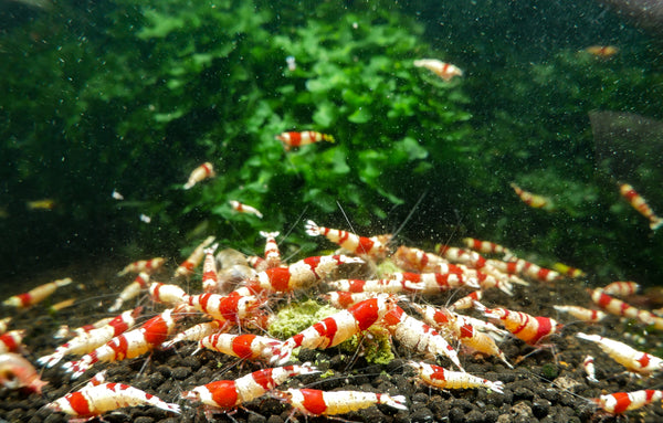 GARNELEN4YOU® Hauptfutter-Bundle: Carny & Planty & Neo Algen Sticks + Baby Powder für Neocaridina Garnelen | Premium Garnelen-Hauptfutter