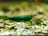 GARNELEN4YOU® Dark Green Jade OE - Green Demon - Orange eye Neocaridina davidi