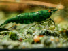 GARNELEN4YOU® Dark Green Jade OE - Green Demon - Orange eye Neocaridina davidi