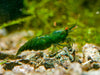 GARNELEN4YOU® Dark Green Jade OE - Green Demon - Orange eye Neocaridina davidi