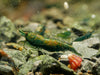 GARNELEN4YOU® Green Jade "Spezial" Garnelen - Neocaridina davidi