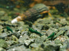 GARNELEN4YOU® Green Jade "Spezial" Garnelen - Neocaridina davidi