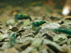 GARNELEN4YOU® Green Jade "Spezial" Garnelen - Neocaridina davidi