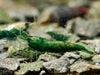 GARNELEN4YOU® Green Jade "Spezial" Garnelen - Neocaridina davidi