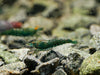 GARNELEN4YOU® Green Jade "Spezial" Garnelen - Neocaridina davidi