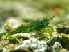 GARNELEN4YOU® Green Jade OE Backline Garnelen - Orange eye Neocaridina davidi