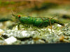 GARNELEN4YOU® Green Jade OE Backline Garnelen - Orange eye Neocaridina davidi