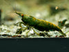 GARNELEN4YOU® Green Jade OE Backline Garnelen - Orange eye Neocaridina davidi