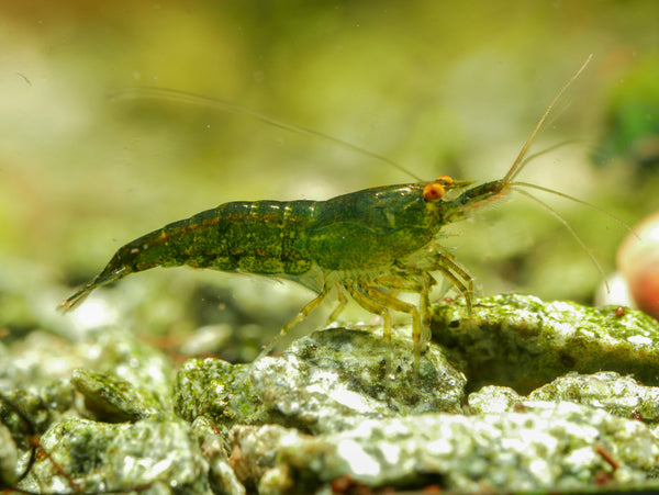 GARNELEN4YOU® Green Jade OE - Green Demon - Orange eye Neocaridina davidi