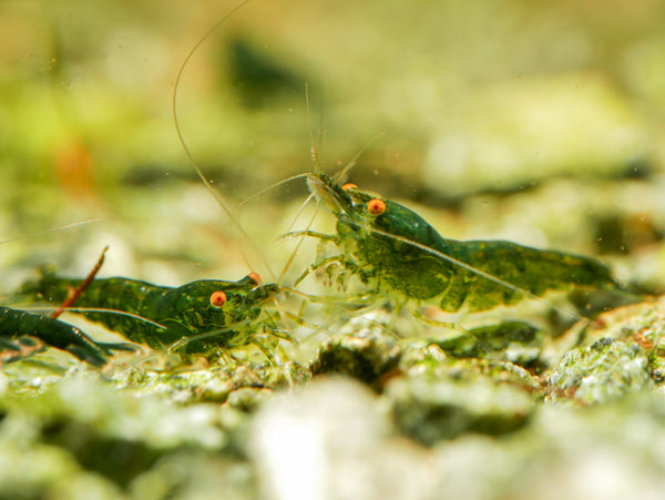 GARNELEN4YOU® Green Jade OE - Green Demon - Orange eye Neocaridina davidi