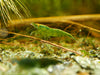 GARNELEN4YOU® Green Jade OE - Green Demon - Orange eye Neocaridina davidi