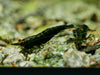 GARNELEN4YOU® Green Jade OE - Green Demon - Orange eye Neocaridina davidi